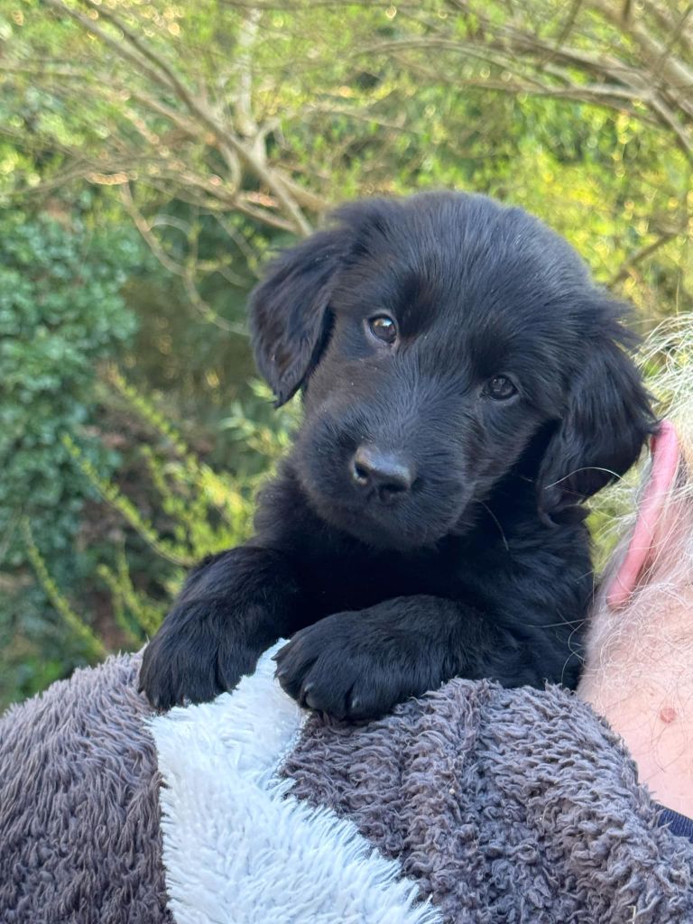 Des Etoiles Sacrees Du Sud - Chiots disponibles - Flat Coated Retriever