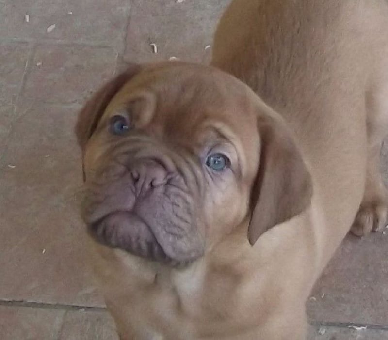 Des Alans D'Ambre Rouge - Chiots disponibles - Dogue de Bordeaux