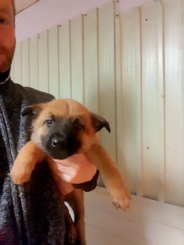 Des Briseux - Chiots disponibles - Berger Belge