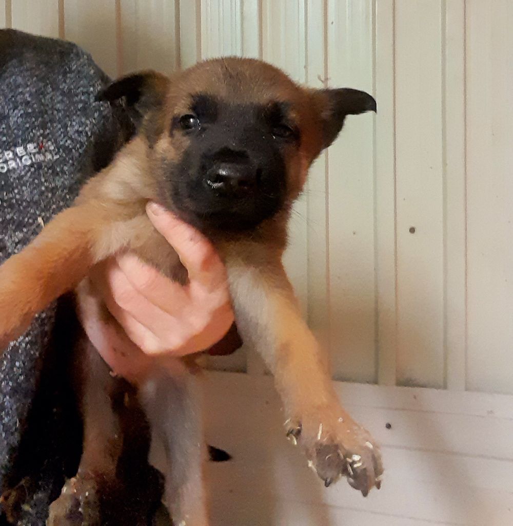 Des Briseux - Chiots disponibles - Berger Belge