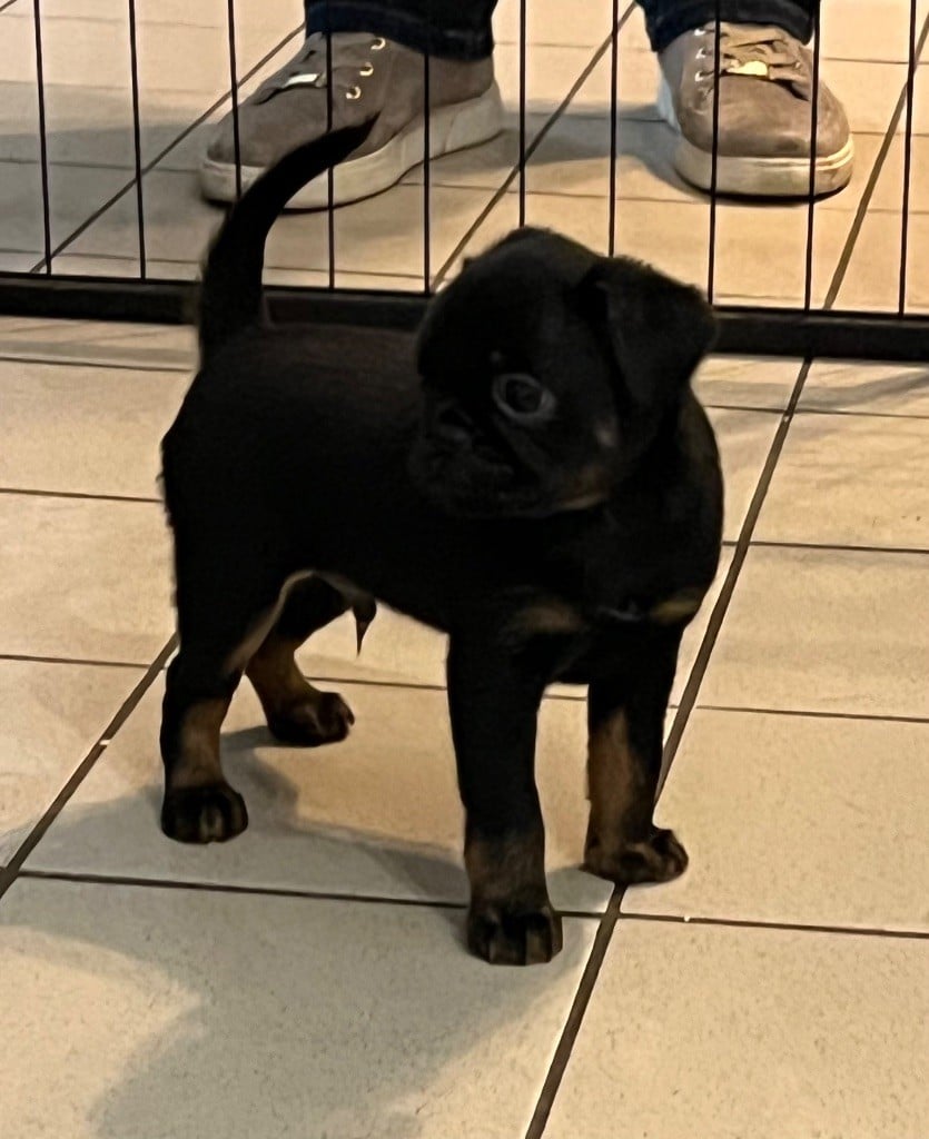 des P'tits Coeurs De Katiouchka - Chiots disponibles - Petit Brabançon