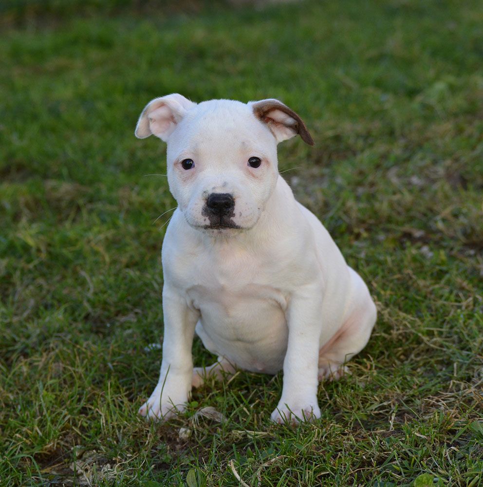 Of Havannah Staff - Chiots disponibles - Staffordshire Bull Terrier