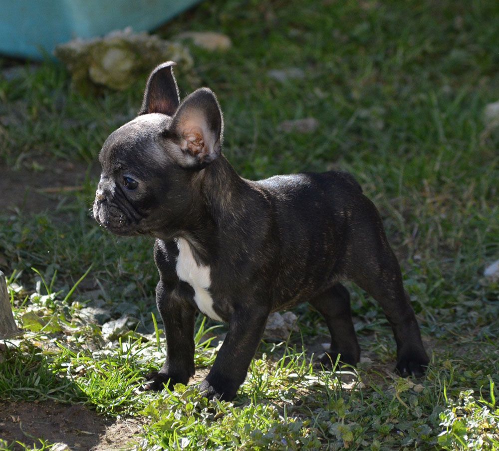 Of Havannah Staff - Chiots disponibles - Bouledogue français