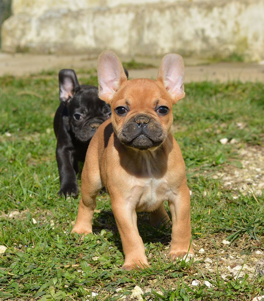 Of Havannah Staff - Chiots disponibles - Bouledogue français