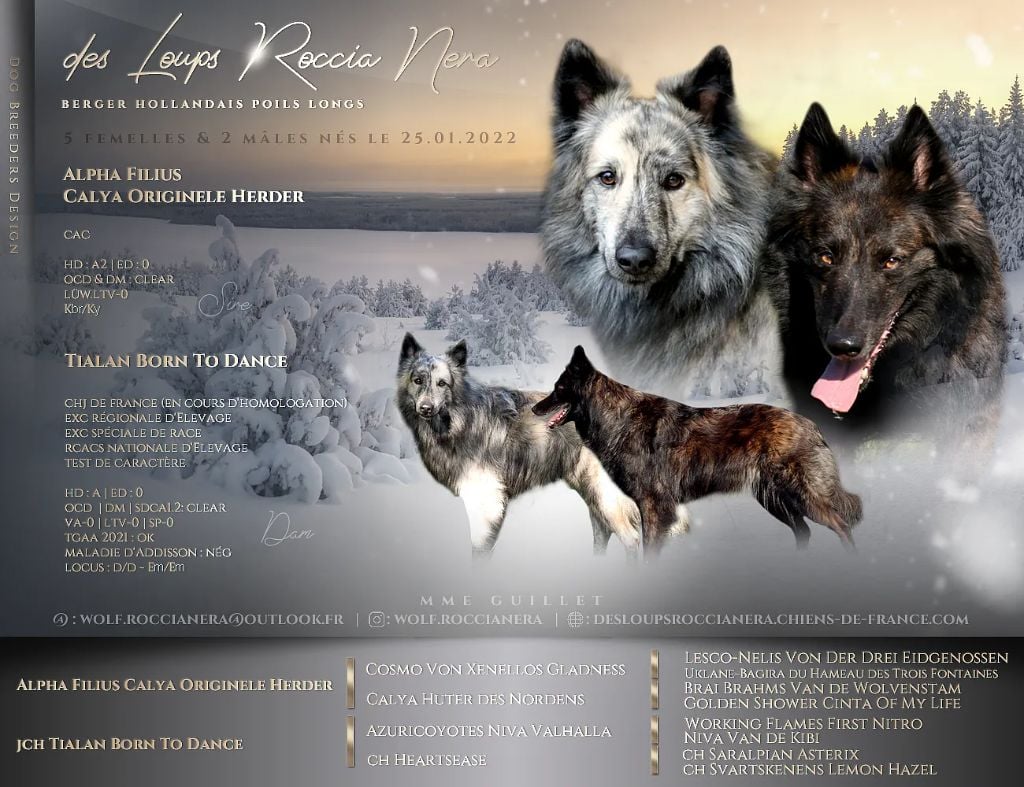 Chiot Berger hollandais Des Loups Roccia Nera