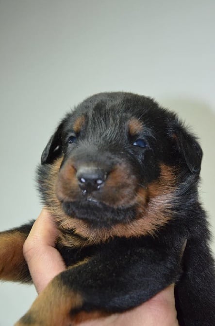 Chiots beaucerons  de Hada et Atoum des assiers