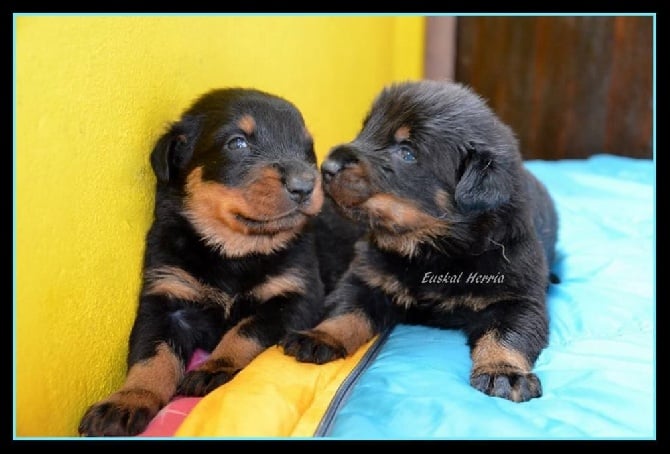 Photos des chiots Goisa de Euskal Herria et CH Atoum des Assiers