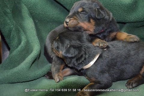 de euskal herria - Chiots disponibles - Berger de Beauce