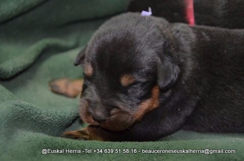 de euskal herria - Chiots disponibles - Berger de Beauce