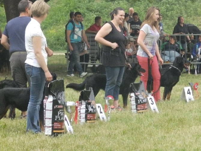 De La Comté Des Odins - Nationale d'élevage 2015 à Saint Pierre de Boeuf.