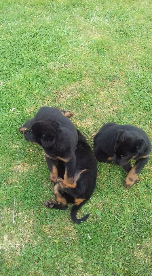 Chiot Berger de Beauce De La Comté Des Odins