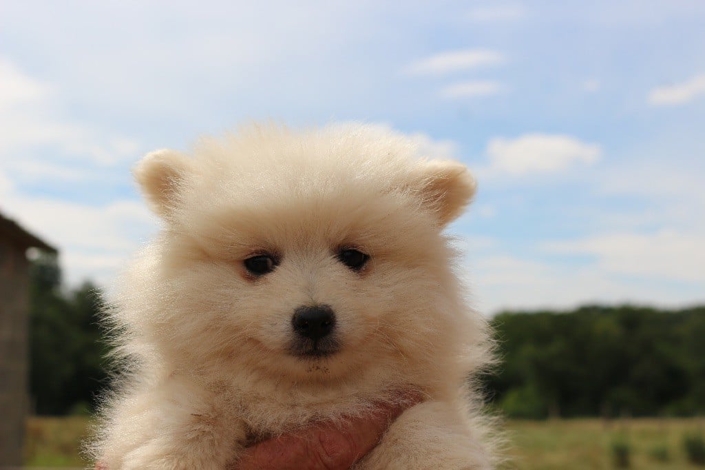 Du Clan D'Eole - Chiots disponibles - Spitz japonais