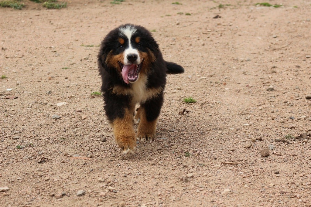 Du Clan D'Eole - Chiots disponibles - Bouvier Bernois