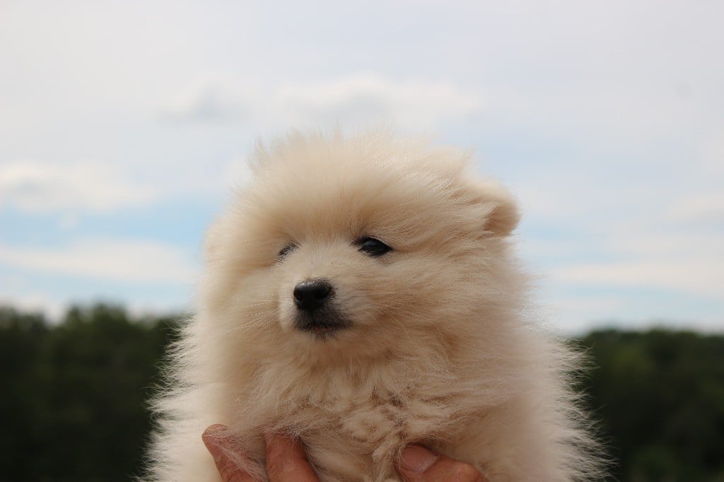 Du Clan D'Eole - Chiots disponibles - Spitz japonais