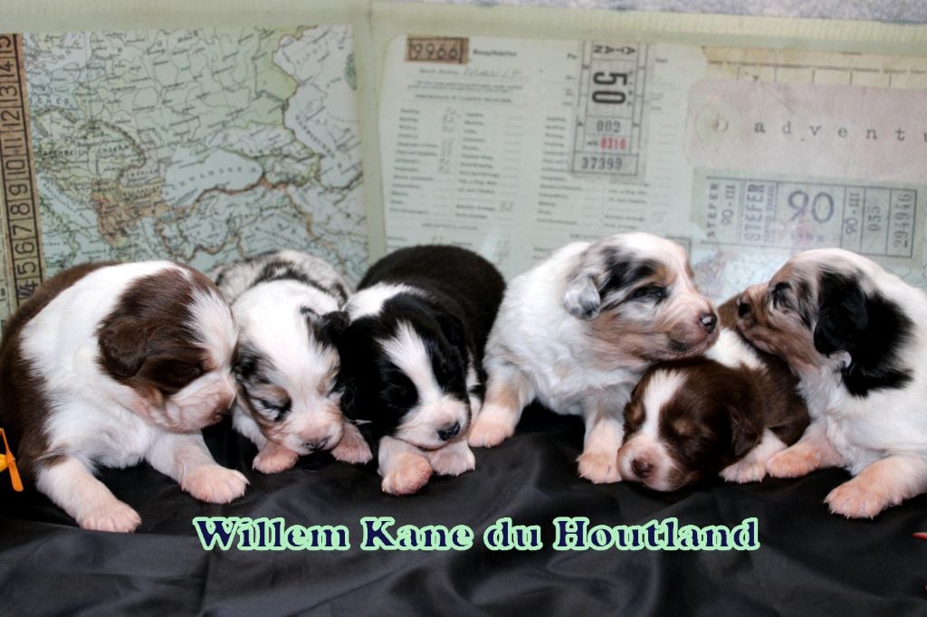 Willem Kane Du Houtland - LES BEBES VOYAGEURS