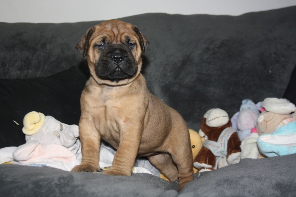 Chiot Bullmastiff Du Domaine De Mc Queen