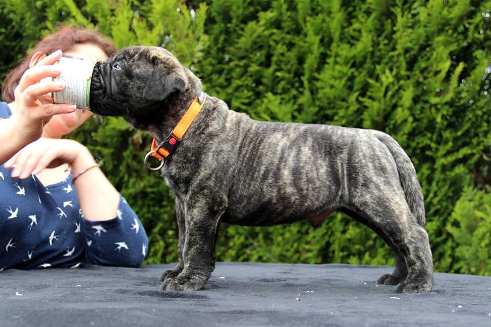 Du Domaine De Mc Queen - Chiots disponibles - Bullmastiff