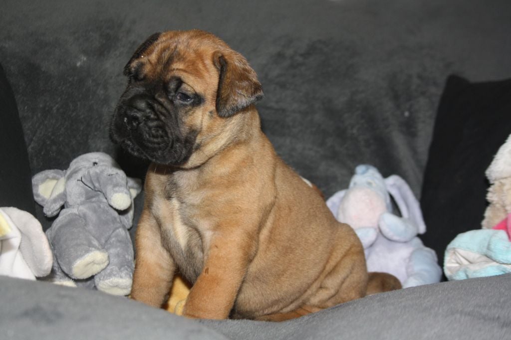 Du Domaine De Mc Queen - Chiots disponibles - Bullmastiff