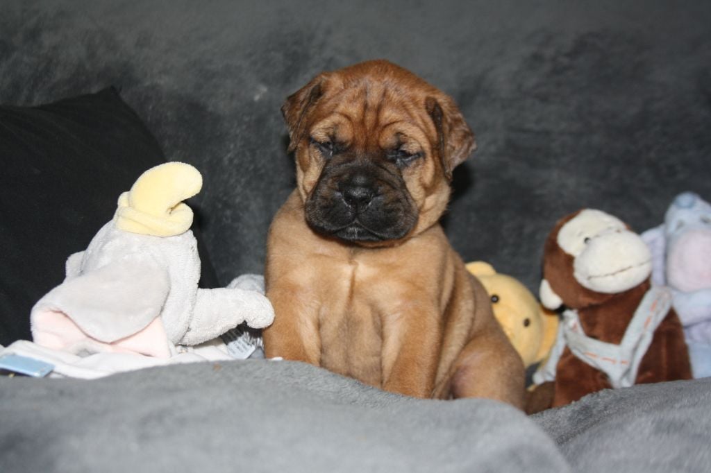 Du Domaine De Mc Queen - Chiots disponibles - Bullmastiff