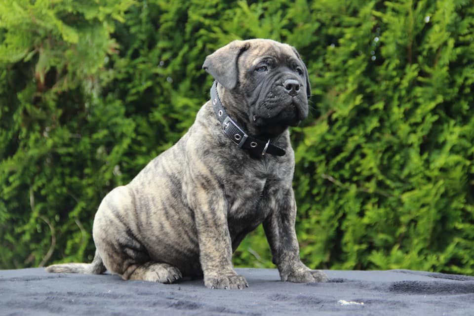 Du Domaine De Mc Queen - Chiots disponibles - Bullmastiff