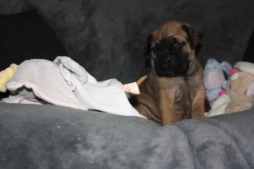 Du Domaine De Mc Queen - Chiots disponibles - Bullmastiff