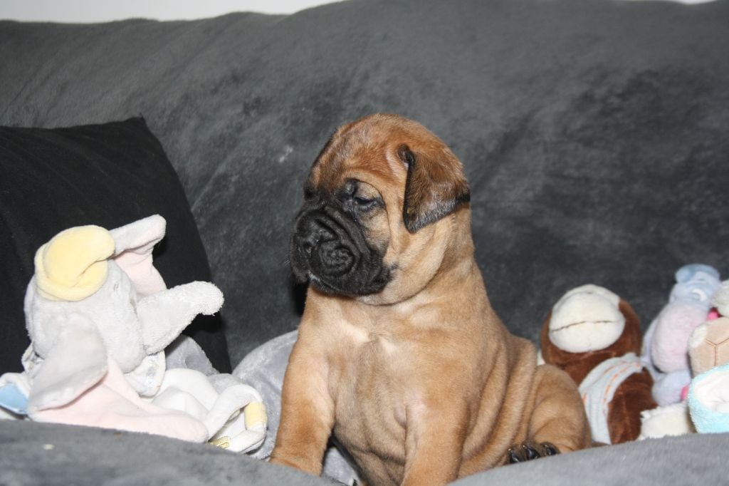 Du Domaine De Mc Queen - Chiots disponibles - Bullmastiff