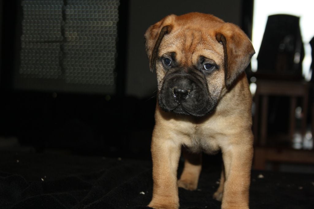 Du Domaine De Mc Queen - Chiots disponibles - Bullmastiff