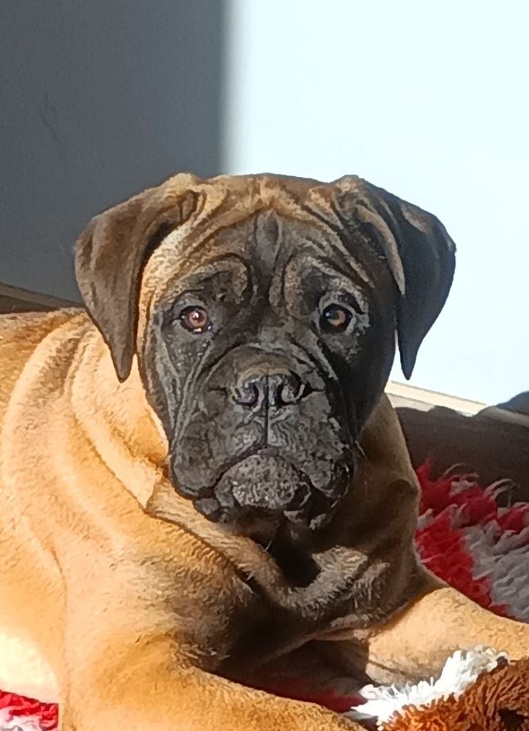 Du Domaine De Mc Queen - Chiots disponibles - Bullmastiff