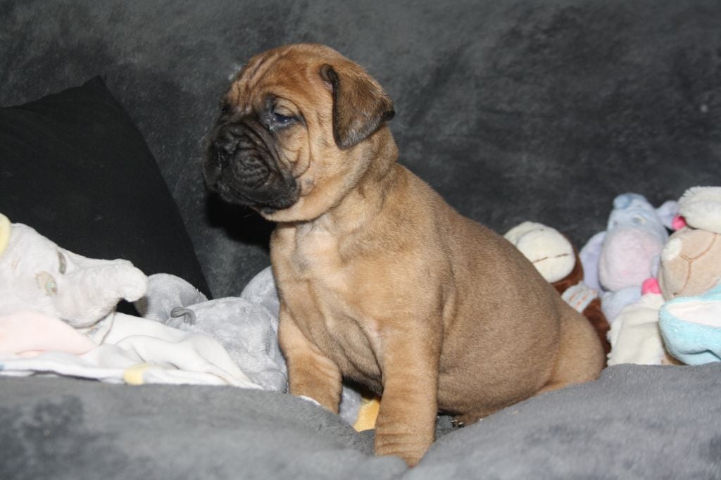 Du Domaine De Mc Queen - Chiots disponibles - Bullmastiff