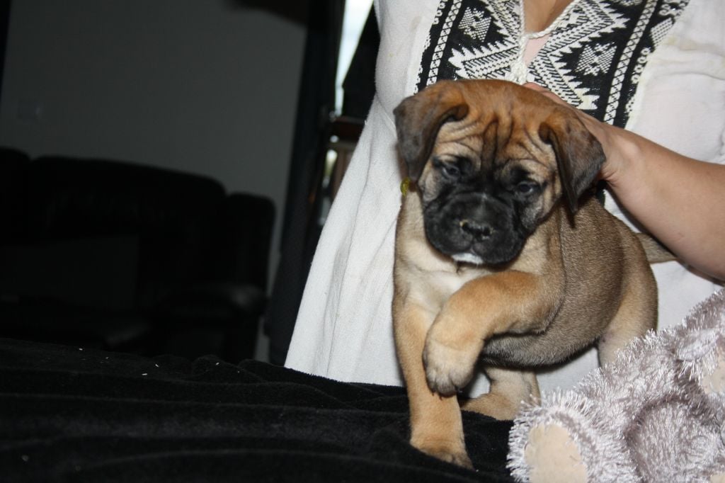 Du Domaine De Mc Queen - Chiots disponibles - Bullmastiff