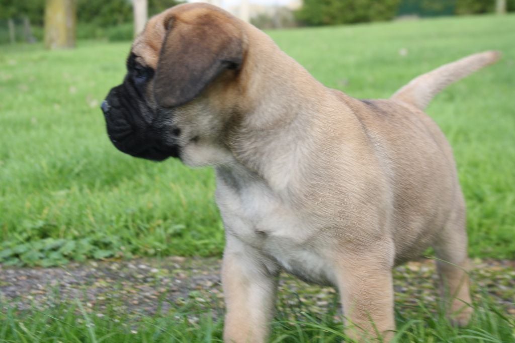 Du Domaine De Mc Queen - Chiots disponibles - Bullmastiff