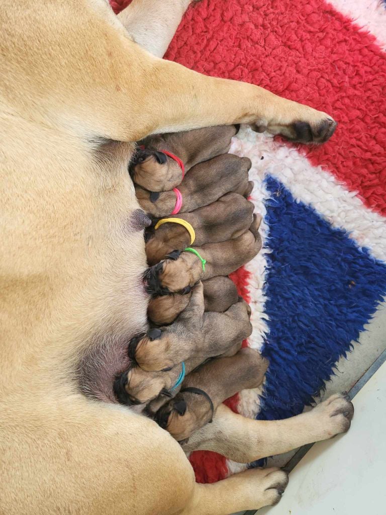 Chiot Bullmastiff Du Domaine De Mc Queen