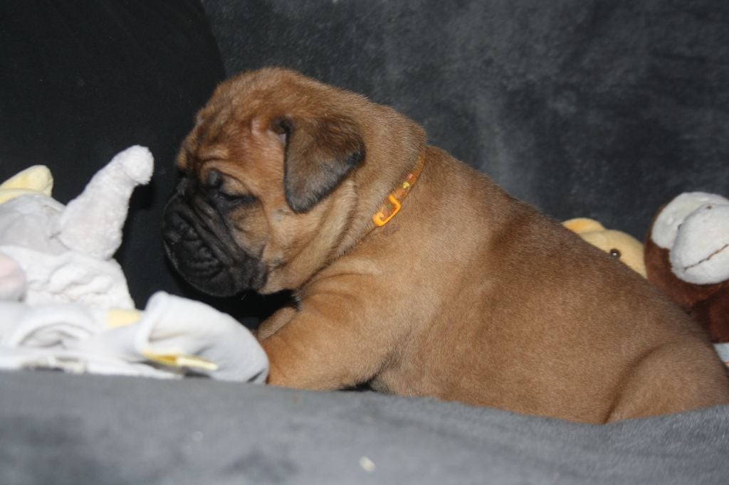 Du Domaine De Mc Queen - Chiots disponibles - Bullmastiff