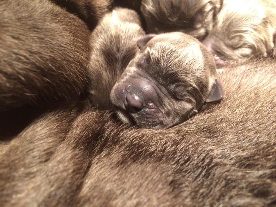 Naissance des chiots de Maiden