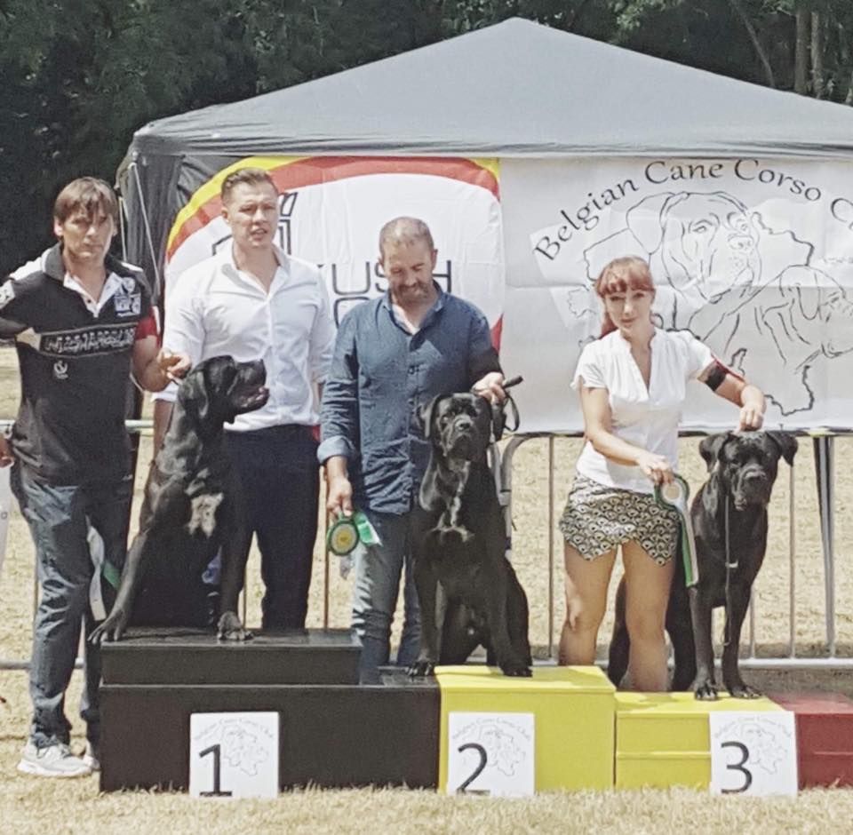 Du Moulin De Bagneux - Belgian Cane Corso days 2018