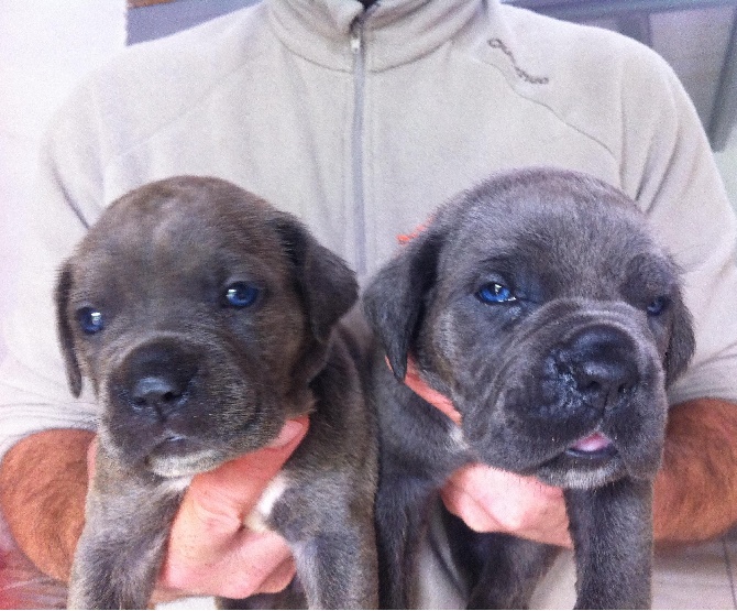 Du Moulin De Bagneux - Nouvelles Photos des chiots de  H'Déa