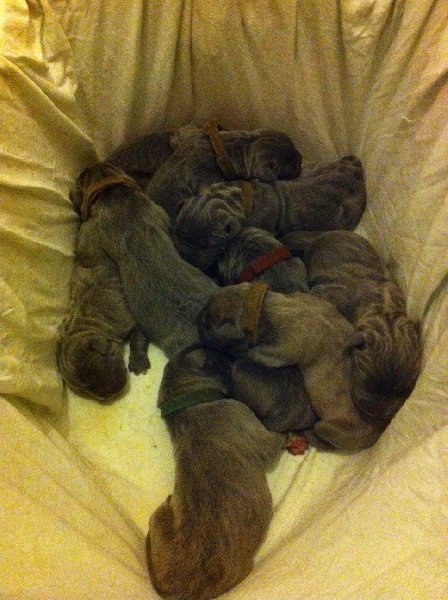 Du Moulin De Bagneux - Cane Corso - Portée née le 19/08/2014