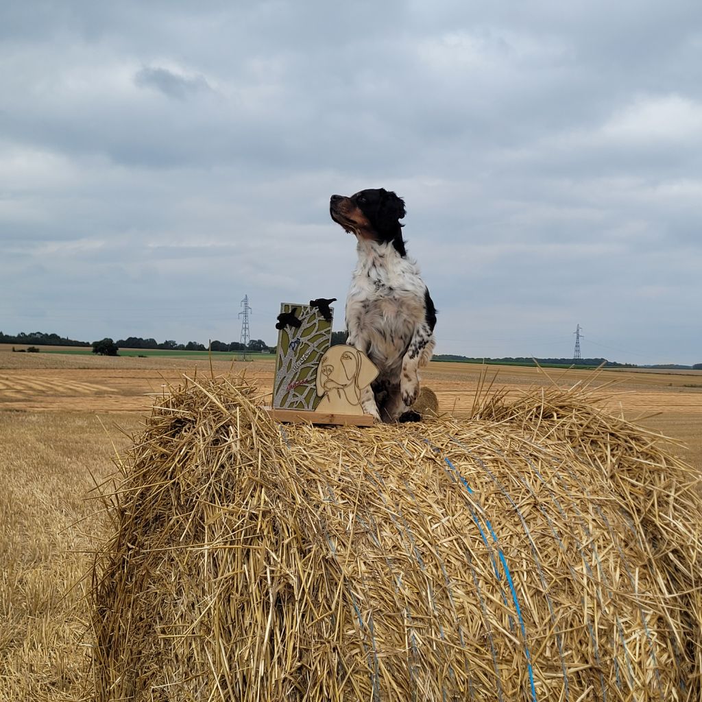 de la plume picarde - N'ji et le Pro Master chasse 