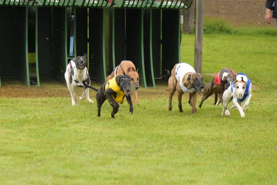 of the Moon - 19 mai : Racing - Exposition - Coursing...