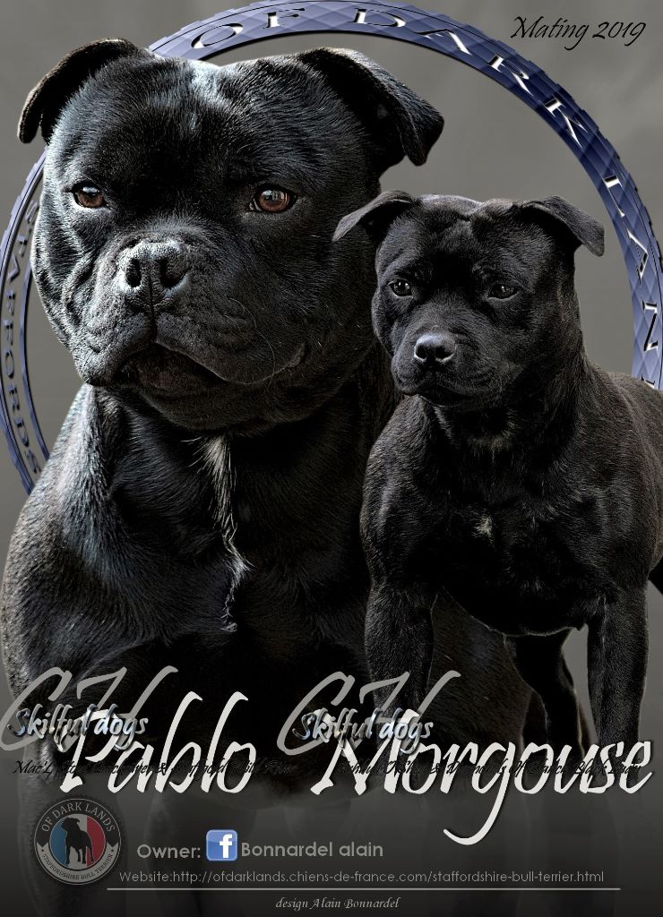 Chiot Staffordshire Bull Terrier Of Dark Lands