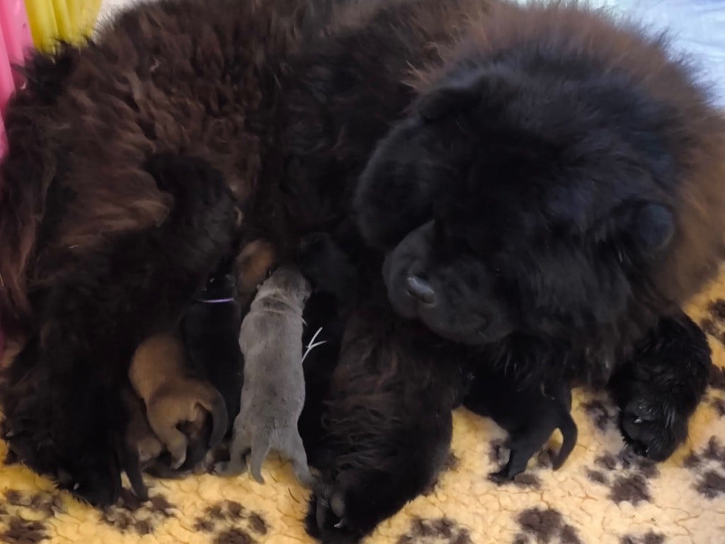 Chiot Chow Chow des gardiens de la Hem