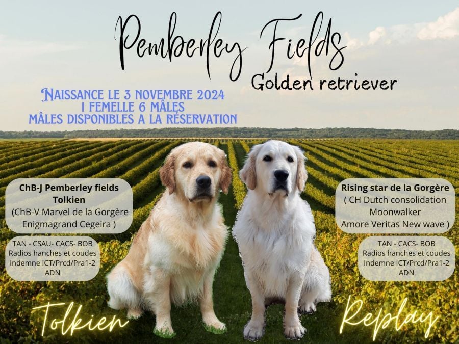 Pemberley Fields - Golden Retriever - Portée née le 03/11/2024