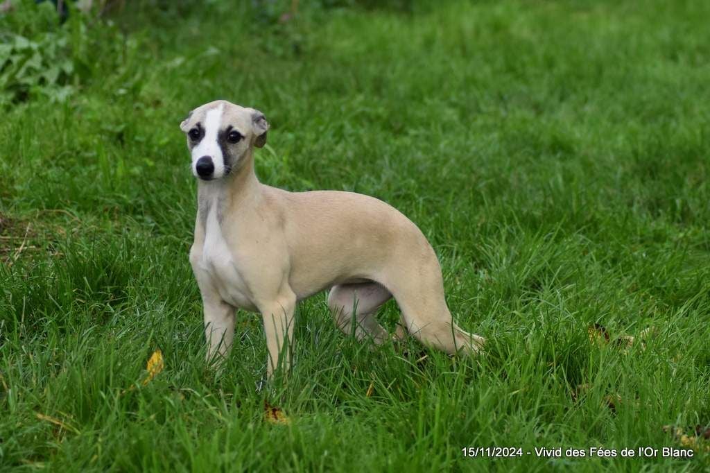 Des Fées De L'Or Blanc - Chiots disponibles - Whippet