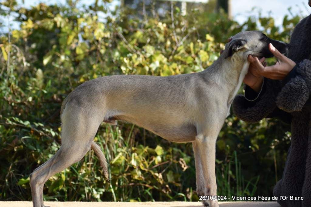 Des Fées De L'Or Blanc - Chiots disponibles - Whippet