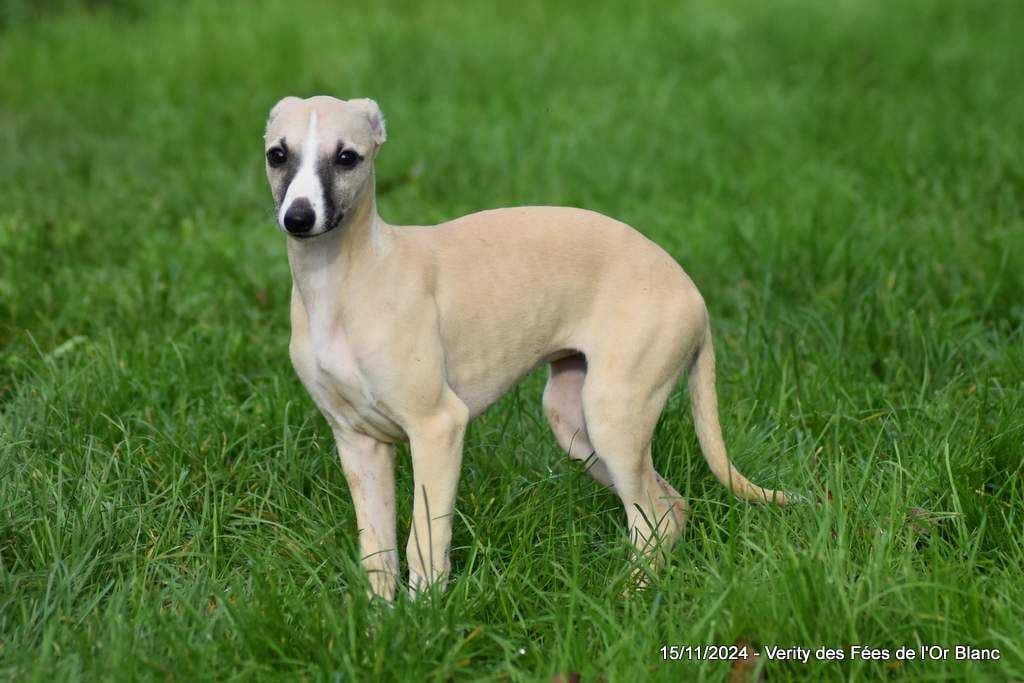 Des Fées De L'Or Blanc - Chiots disponibles - Whippet