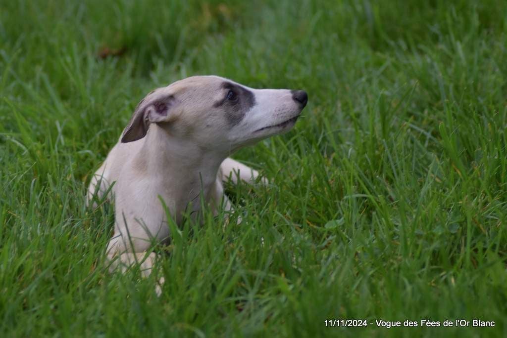 Des Fées De L'Or Blanc - Chiots disponibles - Whippet