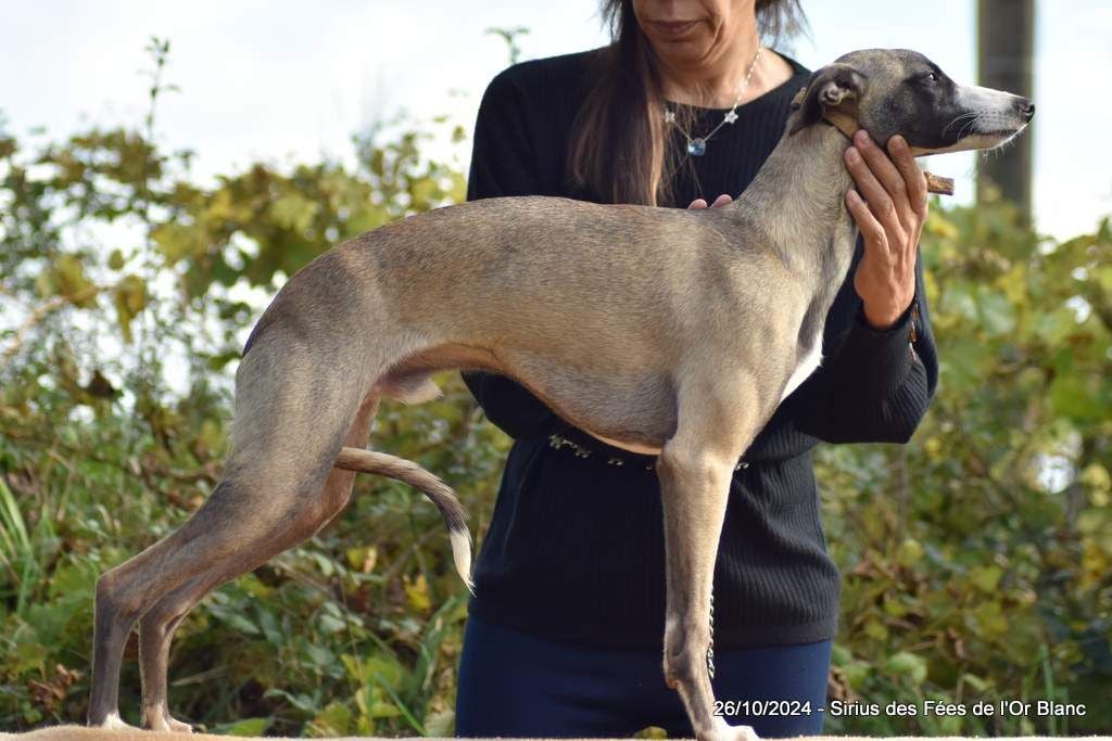 Des Fées De L'Or Blanc - Chiots disponibles - Whippet