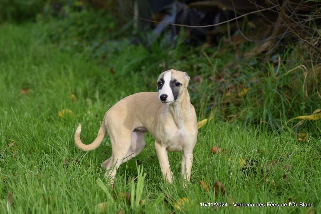 Des Fées De L'Or Blanc - Chiots disponibles - Whippet