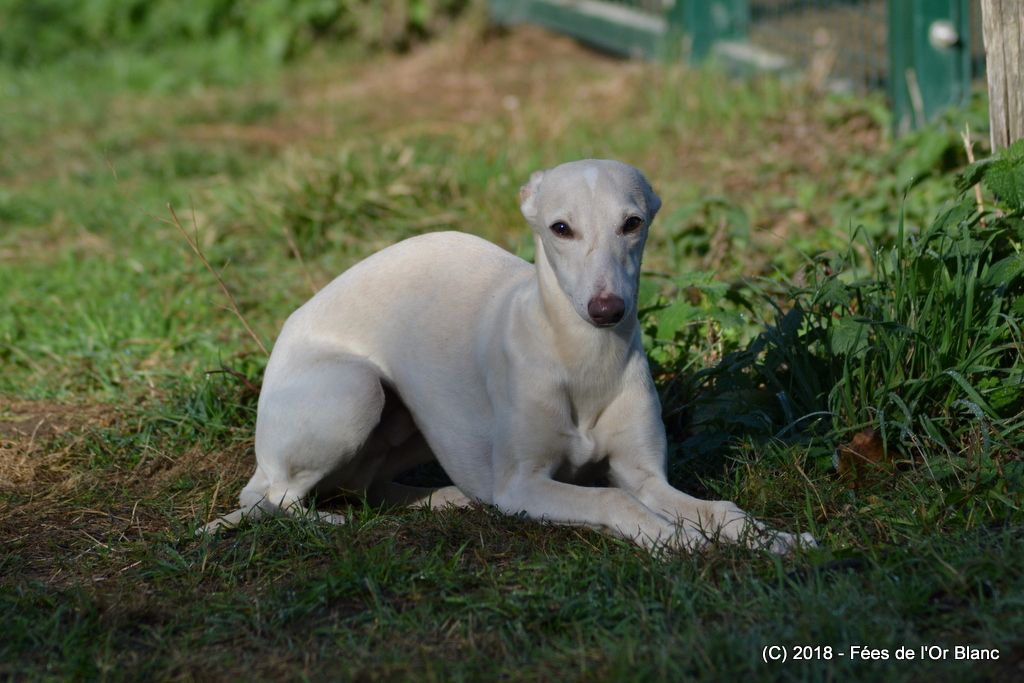 Des Fées De L'Or Blanc - Chiots disponibles - Whippet