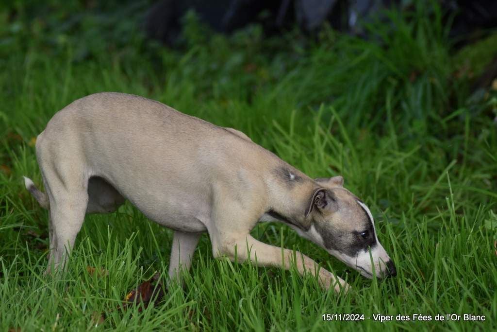 Des Fées De L'Or Blanc - Chiots disponibles - Whippet